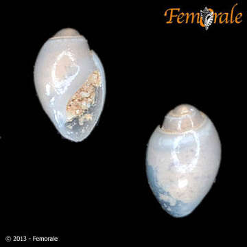 Image of Benthobiidae Kantor, Fedosov, Puillandre, Bonillo & Bouchet 2017