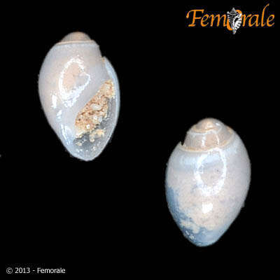 Image of Benthobiidae Kantor, Fedosov, Puillandre, Bonillo & Bouchet 2017