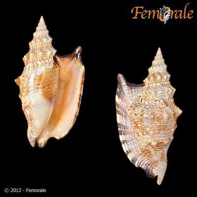 Image of Strombus Linnaeus 1758