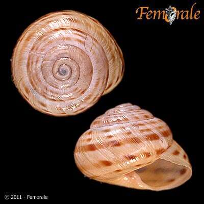 Image of Banded snails