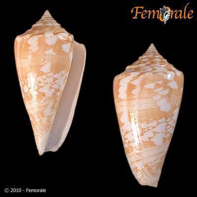 Conus amadis Gmelin 1791的圖片