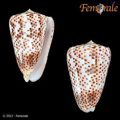 Image of cone snails