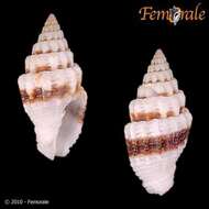 Image de Turbinelloidea Rafinesque 1815