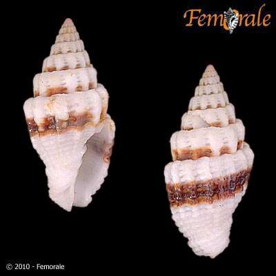 Image de Turbinelloidea Rafinesque 1815