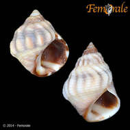 Image of Echinolittorina Habe 1956