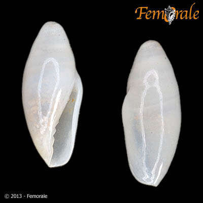 Image of margin snails