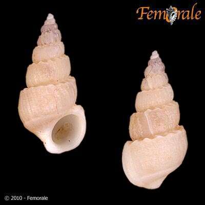 unclassified Gastropoda resmi