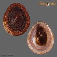 Image of Nacellidae Thiele 1891