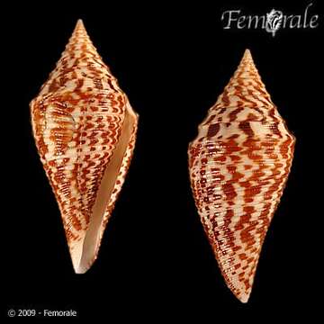 Image of Conus acutangulus Lamarck 1810