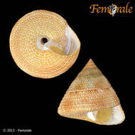 Imagem de Calliostomatidae Thiele 1924