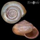 Image of Kentish gardensnail