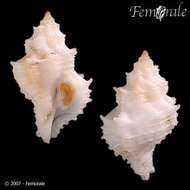 Image of Babelomurex Coen 1922