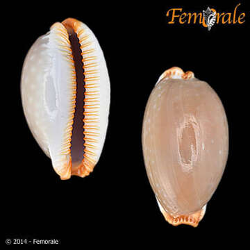 Слика од Staphylaea limacina (Lamarck 1810)