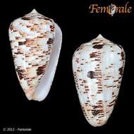 Image of cone snails