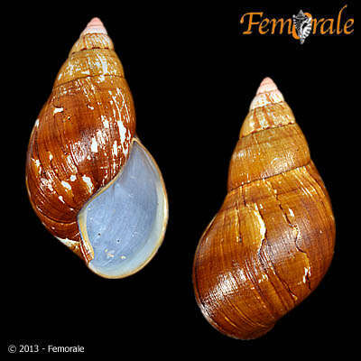 Image of Achatina balteata Reeve 1849