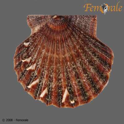 صورة Leptopecten Verrill 1897