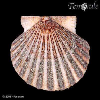 صورة Leptopecten Verrill 1897