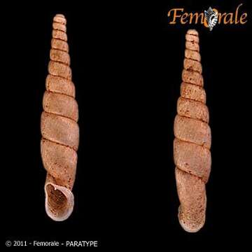 Image of Symptychiella H. Nordsieck 1999