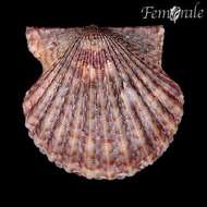 صورة Leptopecten Verrill 1897