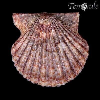 صورة Leptopecten Verrill 1897