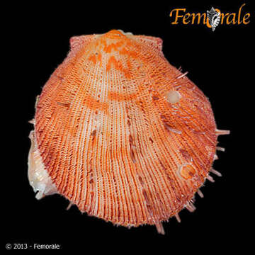 Image of Spondylidae Gray 1826