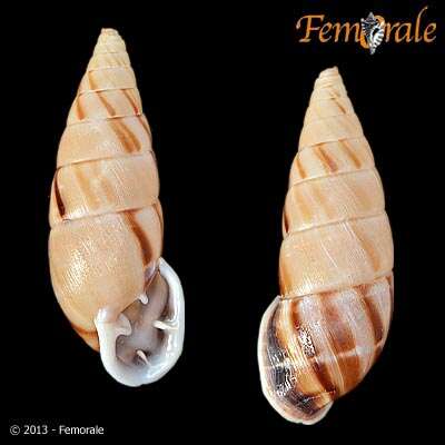 Image of Orthalicidae