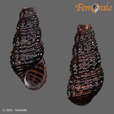 Plancia ëd Pachychilidae