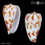 Image of Conus Linnaeus 1758