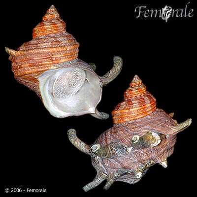 Image of turban snail