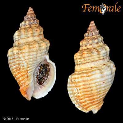 Image of Cominella eburnea (Reeve 1846)