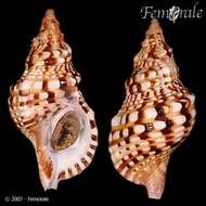 Image of triton shells