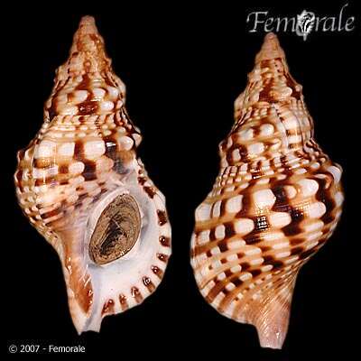 Image of triton shells