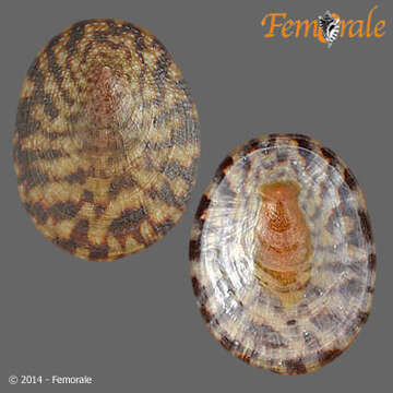 Image of Nacellidae Thiele 1891