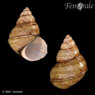 Image of river snails