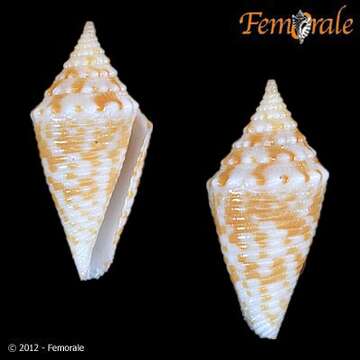 Image de Conus acutangulus Lamarck 1810