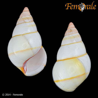 Image of Orthalicidae