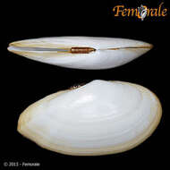 Imagem de Psammobiidae J. Fleming 1828