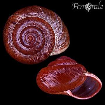 Image of bush snails