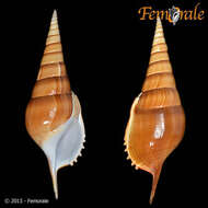 Rostellariidae Gabb 1868 resmi