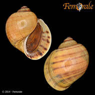 <i>Pomacea lineata</i> Spix 1827 resmi