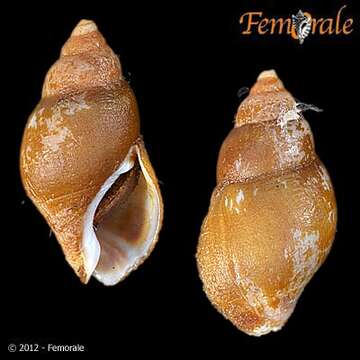 Image of Pseudolividae de Gregorio 1880