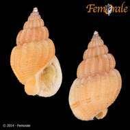 Image of nassa mud snails