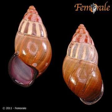 Image of <i>Amphidromus floresianus</i> Fulton 1897