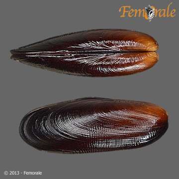 Image of date mussels