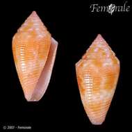 Image of Conasprella damasoi (Cossignani 2007)