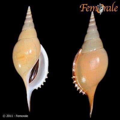 Rostellariidae Gabb 1868 resmi