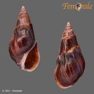 صورة Melanopsidae