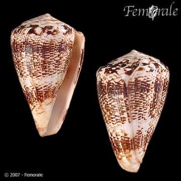 Image of cone snails