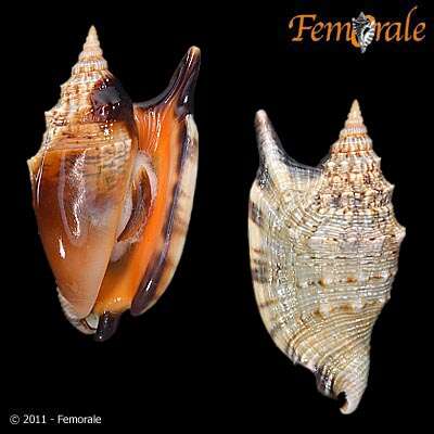 Image of Strombus Linnaeus 1758