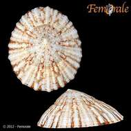 Image of Nacellidae Thiele 1891